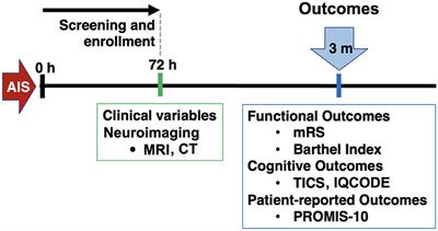 Determinants of post-stroke cognitive impairment and dementia: association with objective measures and patient-reported outcomes